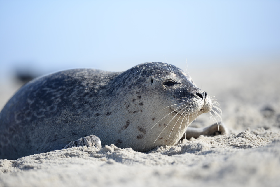 spættet sæl på strand